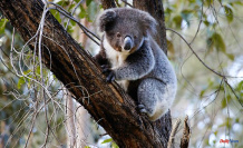 Victims of road accidents: Koalas locally threatened with extinction