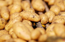 From the pouty corner: Politically correct, don't eat potatoes!