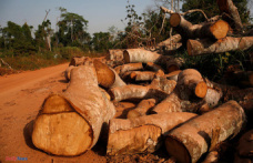 Ivory Coast is launching carbon credits to finance its reforestation