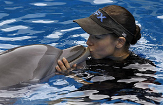 ‘Dolphin Tale’ fans mourn death of film’s star...