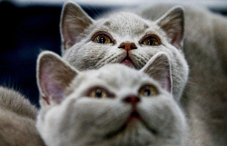 International Cat Federation bans Russian felines...