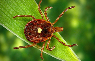 Lone star tick linked to Heartland virus now found...