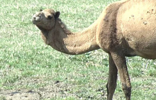 Two people are killed by a loose camel on a Tennessee...