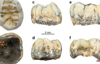 Tooth found in cave in Laos: Denisova man also lived...