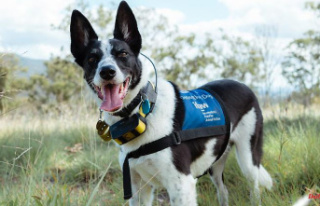 Sniffing job in Australia: sniffer dogs sharpen their...