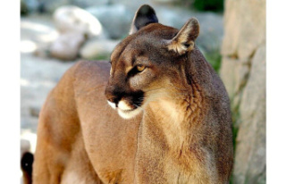 United States. 9-year old girl survives mountain lion...