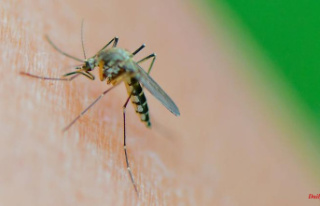 Saxony-Anhalt: Experts expect fewer mosquitoes than...