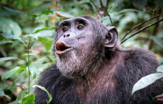 Complex vocal communication: do chimpanzees have a...