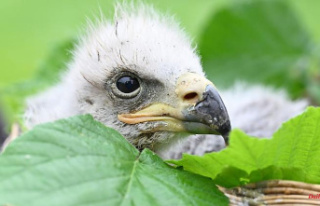 Baden-Württemberg: bald eagle Helia is raised by...
