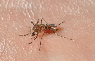Why are children more vulnerable to mosquito bites?...