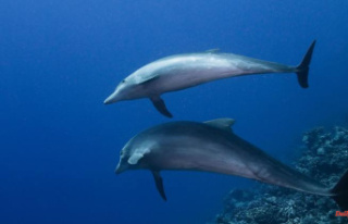 Help with skin problems: Dolphins use corals as medicine