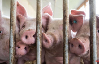 Bavaria: Bavaria's fattening pigs: Four months...