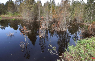Bavaria: More millions in funding for a moor protection...