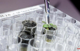 Agriculture in space: Plants grow for the first time...