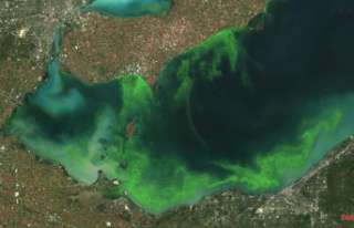 More poison than before?: Blue-green algae bloom not...