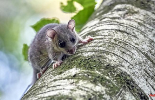 What's wrong with the dormouse: is there a risk...