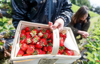Bavaria: Picking strawberries yourself helps Bavarian...