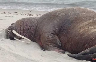 Animal under observation: Walrus makes himself comfortable...