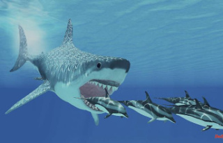 Mysterious extinction: Did the megalodon fall victim...