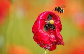 Bavaria: Population should count bumblebees and other...