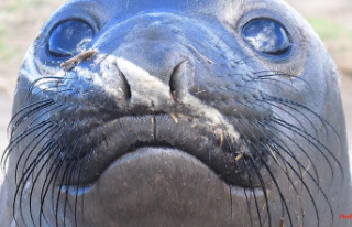 Videos unmask vibrissae: elephant seals rely on their...