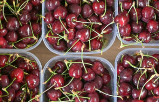 Saxony-Anhalt: sweet or sour: the cherry season in...