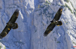 Bavaria: Young bearded vultures for Berchtesgarden...