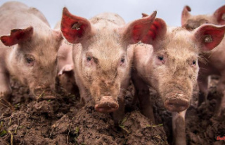 Bavaria: More space for piglets: animal welfare program...