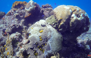 Enormous death toll: Mysterious disease destroys corals...