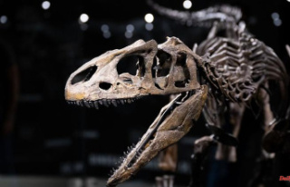 Bavaria: Dinosaur Museum shows junior allosaur "Little...