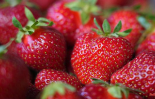 Saxony: Strawberry season in Saxony begins