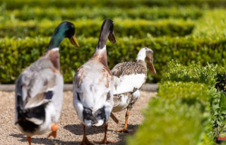 Bavaria: Ducks go snail hunting in the Hofgarten Ansbach