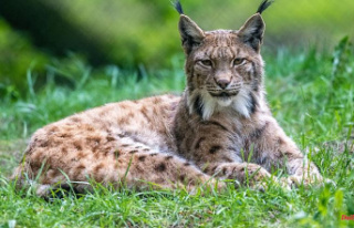 Bavaria: Lynx Day: Associations want to fight poaching