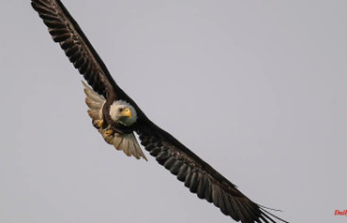 Last Second Rescue: Brave Yorkie shrugs off Eagle...