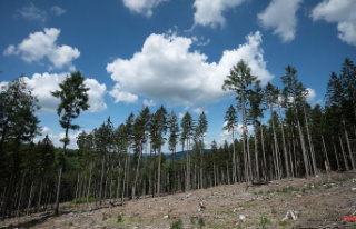 Hesse: Forest damage feared after a warm and dry spring