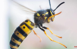 Reacting correctly: The best tips for bee and wasp...