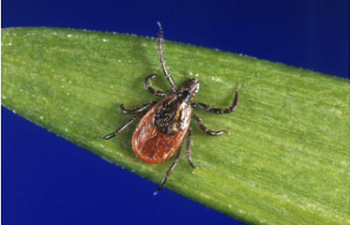 Health. More than 14% have contracted Lyme disease.