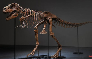 A relative of the Tyrannosaurus: Gorgosaurus skeleton...