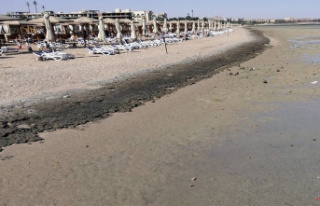 Egypt: Red Sea beaches close after deadly shark attack