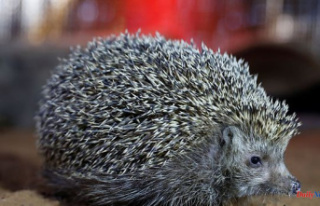Germans bothered by hedgehog mating noises