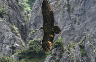 Nature conservation: bearded vulture Wally probably...