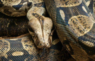 USA: owner is choked by his snake and dies