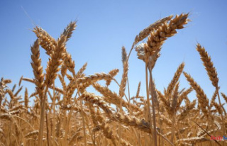 War in Ukraine: grain export deal to be signed today