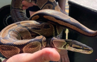 Scarborough's dumped snakes are found in a bin...
