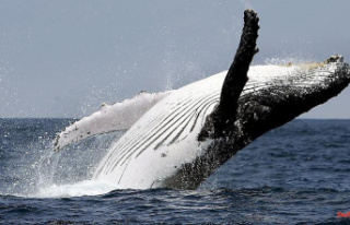 A different song every year: humpback whales memorize...
