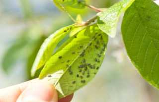Plant plague: Fighting aphids: Which (home) remedies...
