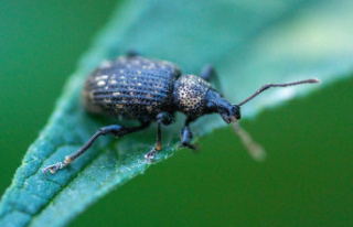 Garden fright: fight vine weevil: How to protect your...