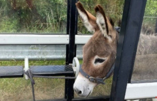 Bus shelter A64 for donkeys rescued from the road