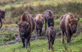 North Rhine-Westphalia: legal dispute over bison:...