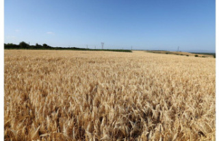 Agriculture. French wheat: We won't run short...